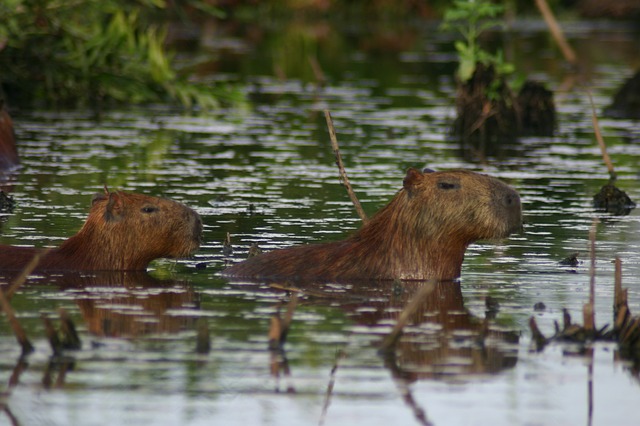 capybara-203337_640.jpg