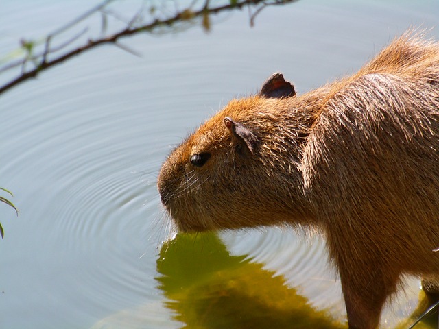capybara-275510_640.jpg