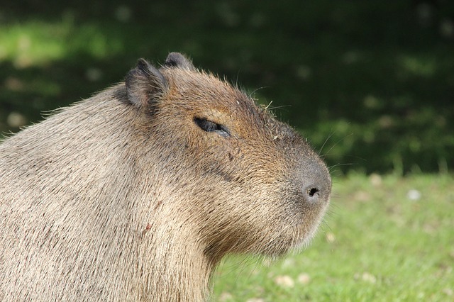 capybara-417958_640.jpg