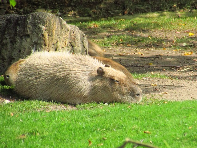 kapibara-504010_640.jpg