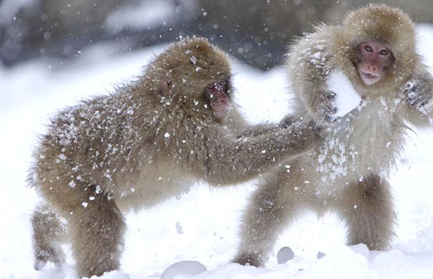 snow monkey6.jpg