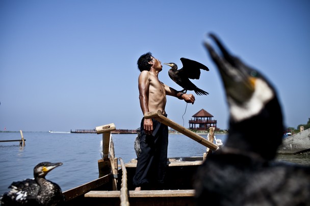 fishing with birds cormorants 5.jpg