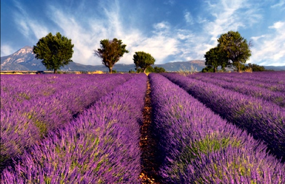 Provence levendula mező.jpg