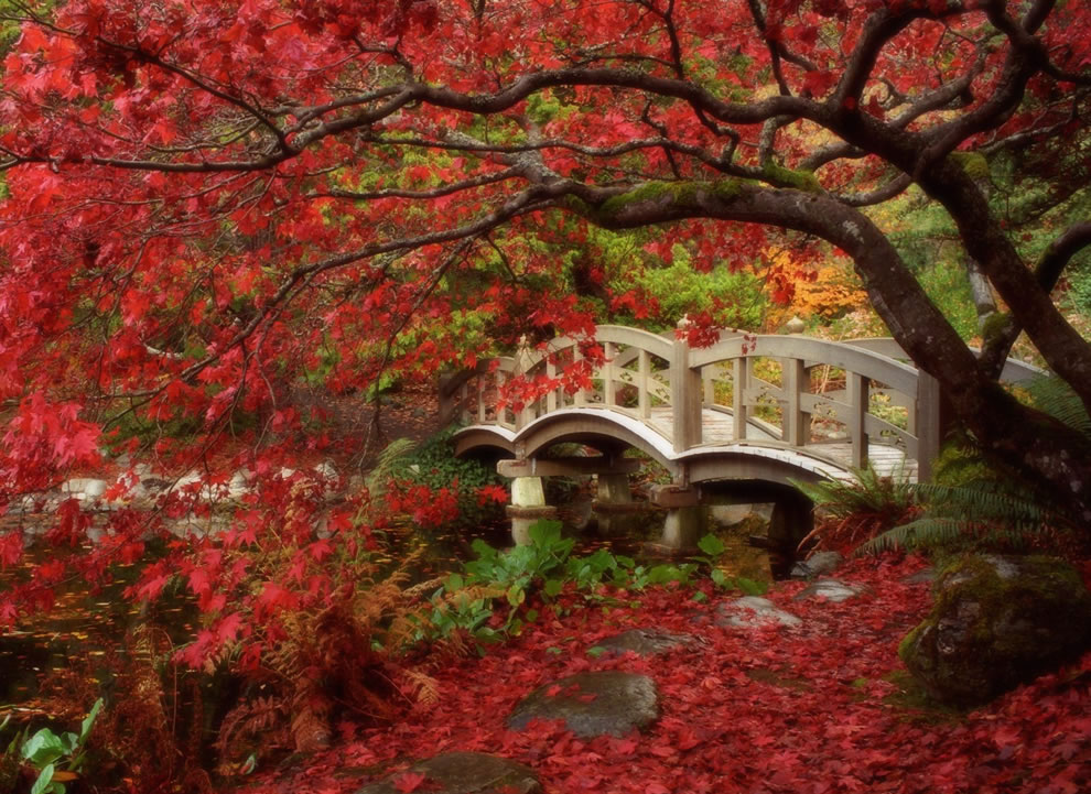 Japán juhar, Japanese Garden at Royal Roads University in British Columbia.jpg