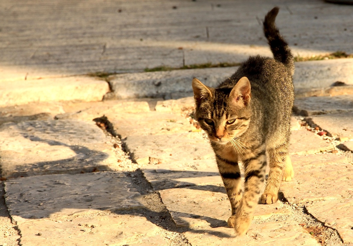 Trogir7_1.jpg