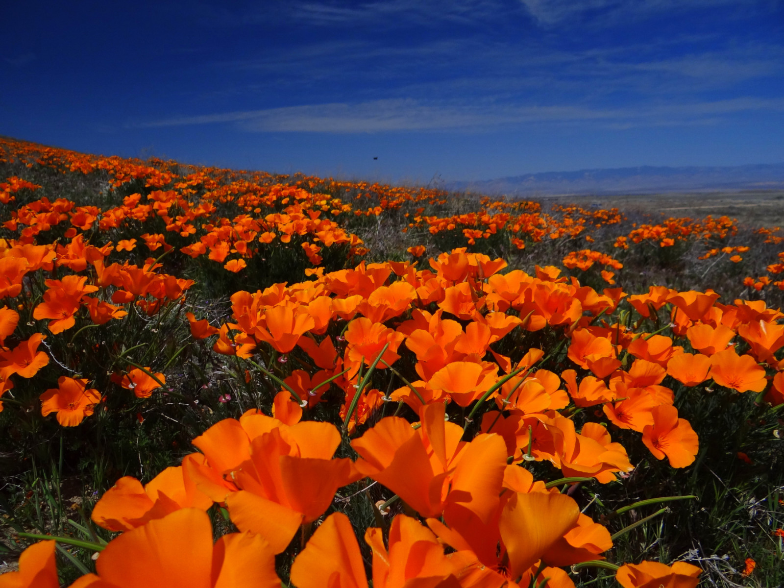 Antelope Valley.JPG