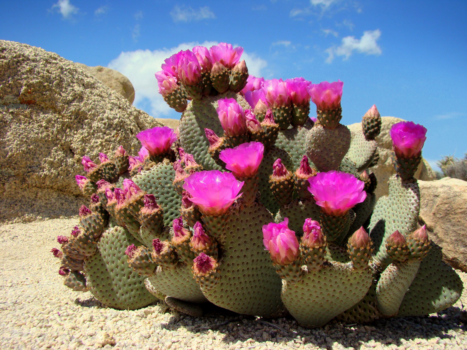 Joshua Tree.JPG