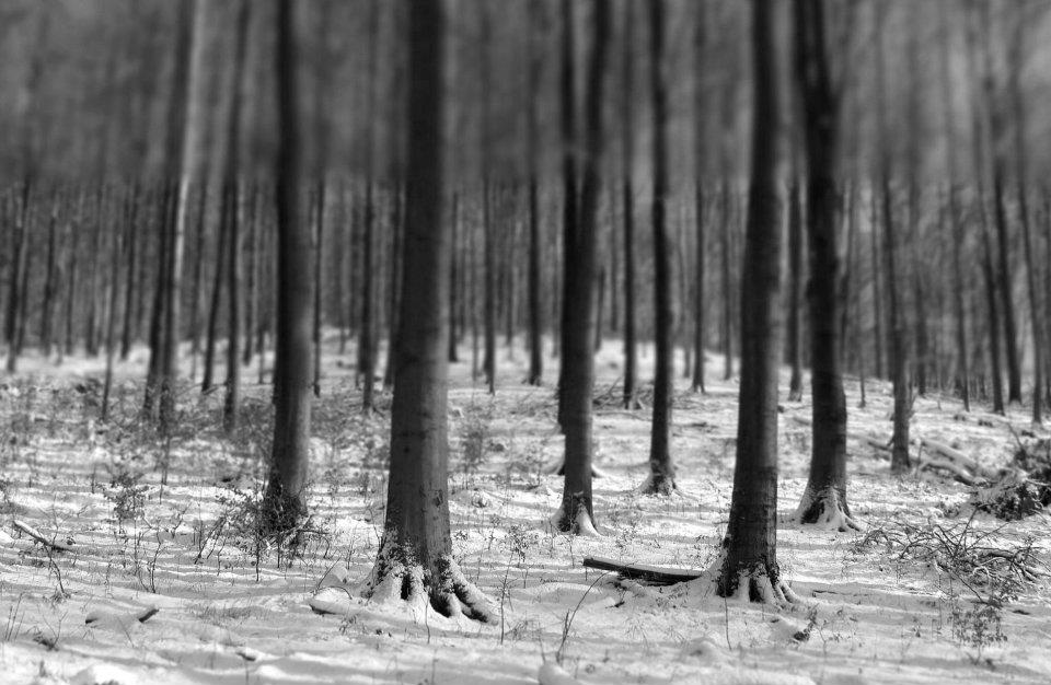 4.Téli erdő a Magas tax-nál.jpg