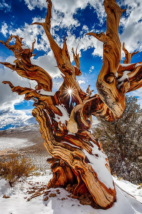 ancientbristlecone01.jpg