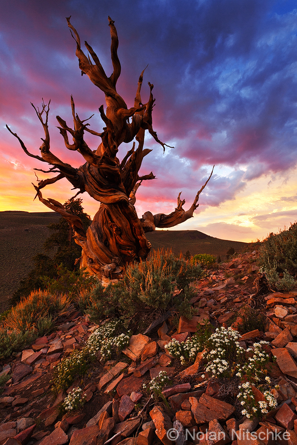 ancientbristlecone02.jpg