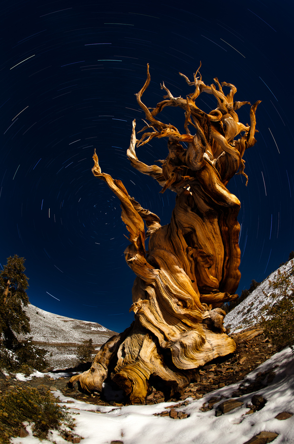 ancientbristlecone04.jpg