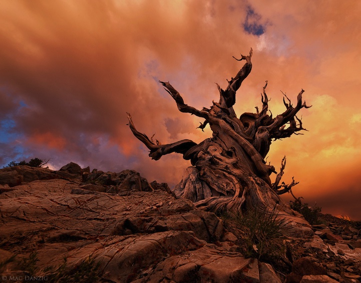 bristlecone07.jpg