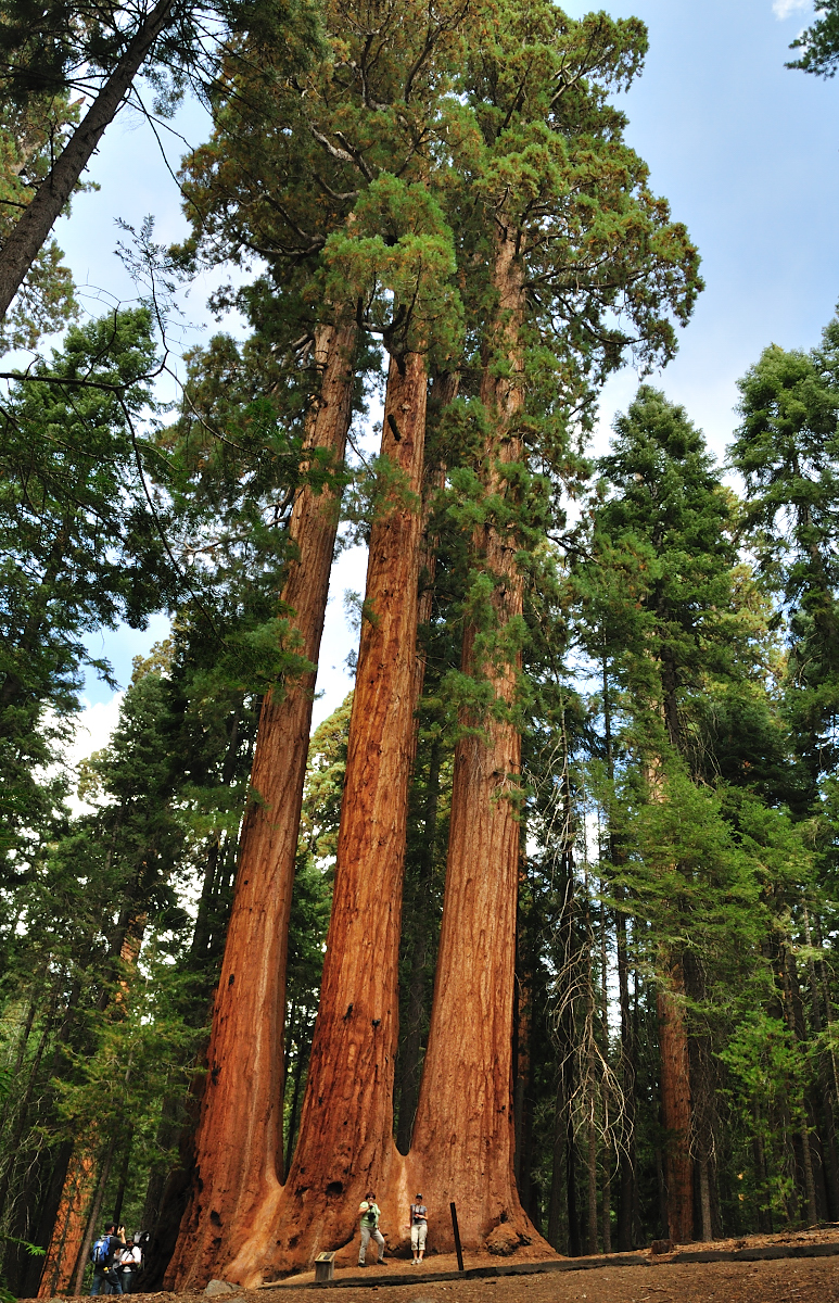 Giant Sequoia National Park.JPG