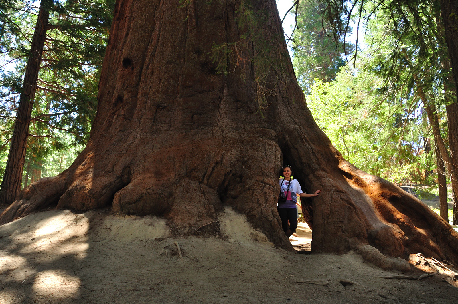 Giant Sequoia National Park2.JPG