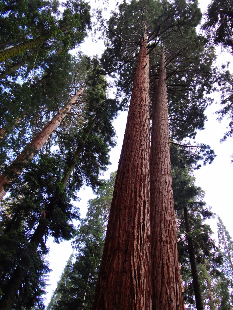Giant Sequoia National Park3.JPG