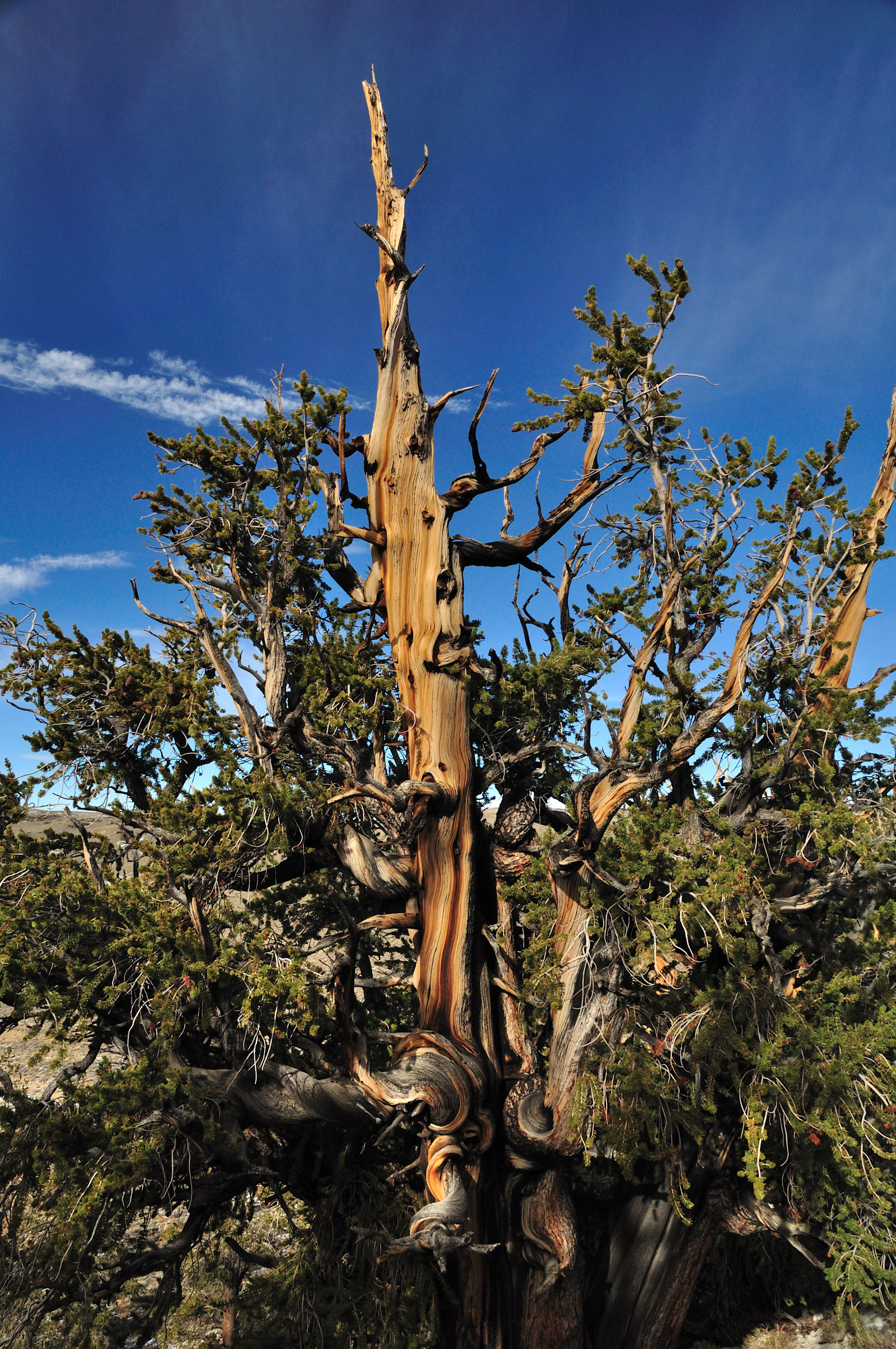 Inyo-White Mountains5.JPG