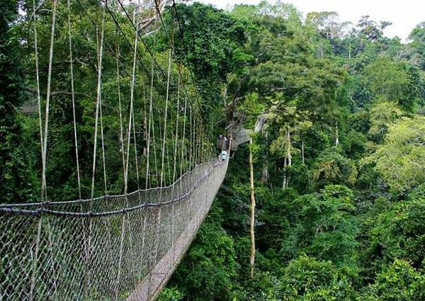 Canopy Walkway.jpg