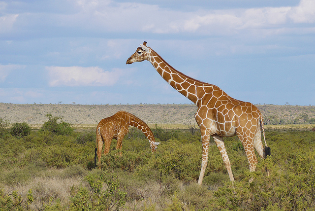Kenya safari.jpg