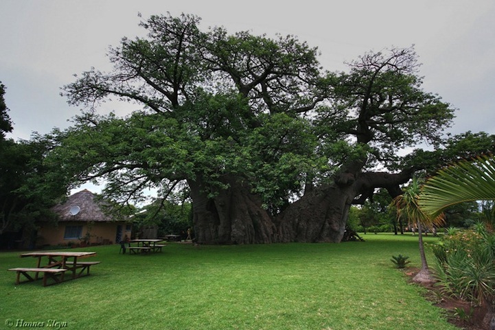 sunlandbigbaobab2.jpg