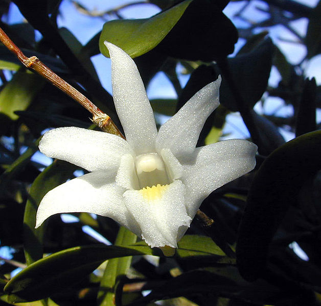 Kolumbiai Orchidea.jpg