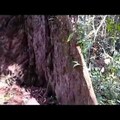 Borneo dzsungeleiben
