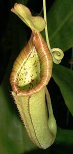 nepenthes01.jpg