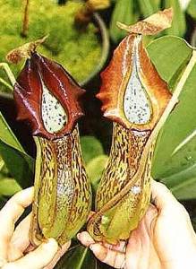 nepenthes03.jpg