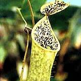 nepenthes_gracilis.jpg