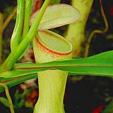 nepenthes_khasiana.jpg