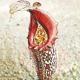 nepenthes_maxima.jpg