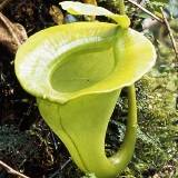 nepenthes_spec_nov_sumatra.jpg