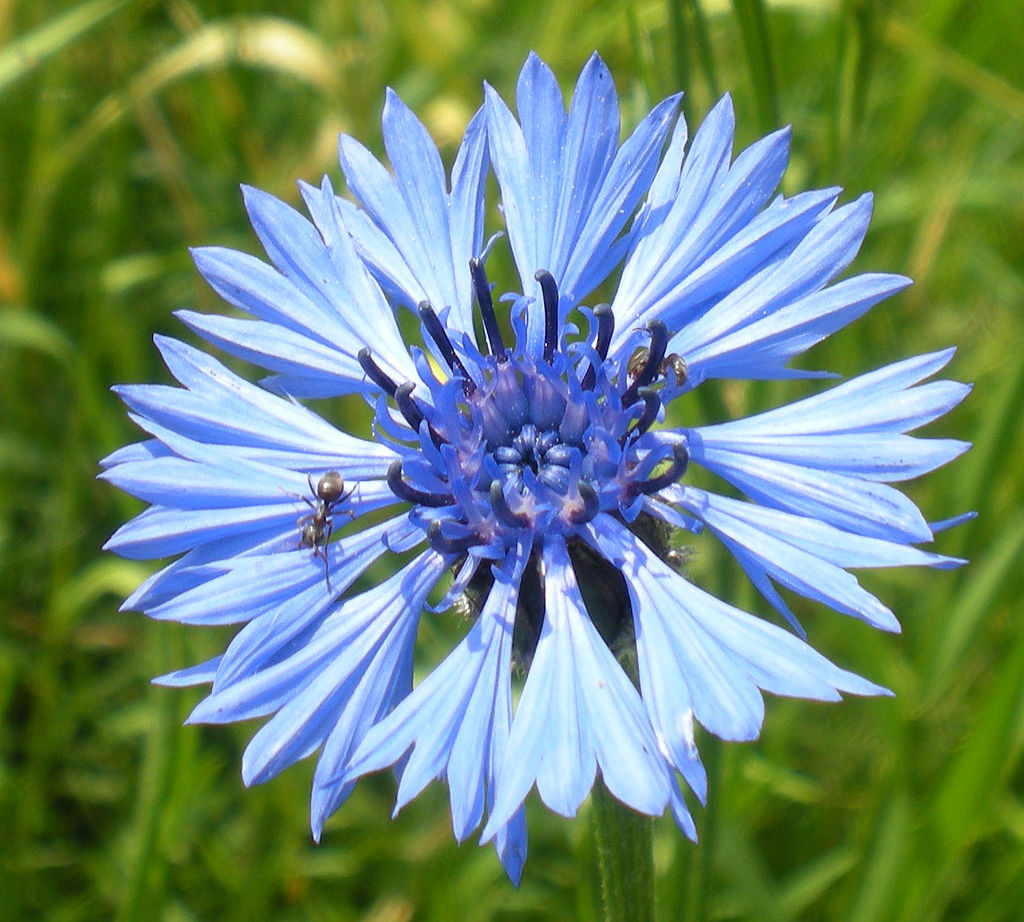 kornblume.jpg