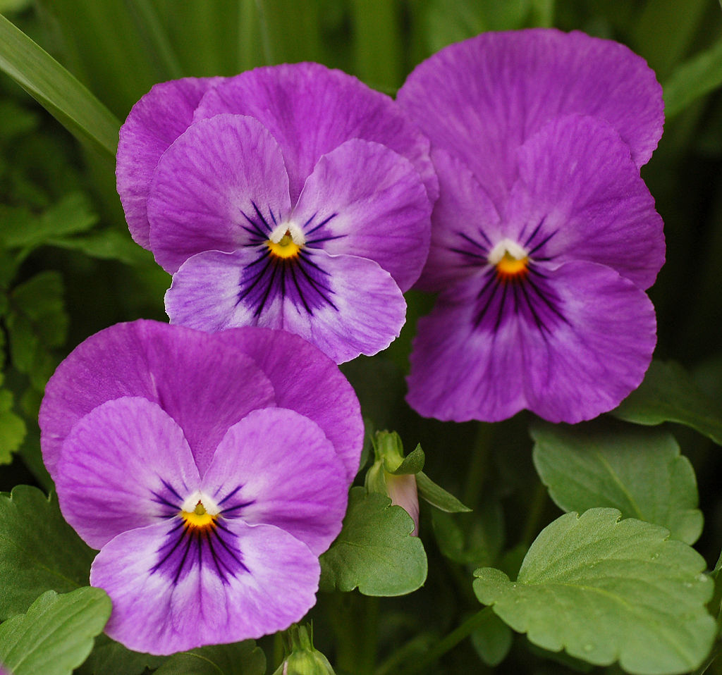 pansy_viola.jpg