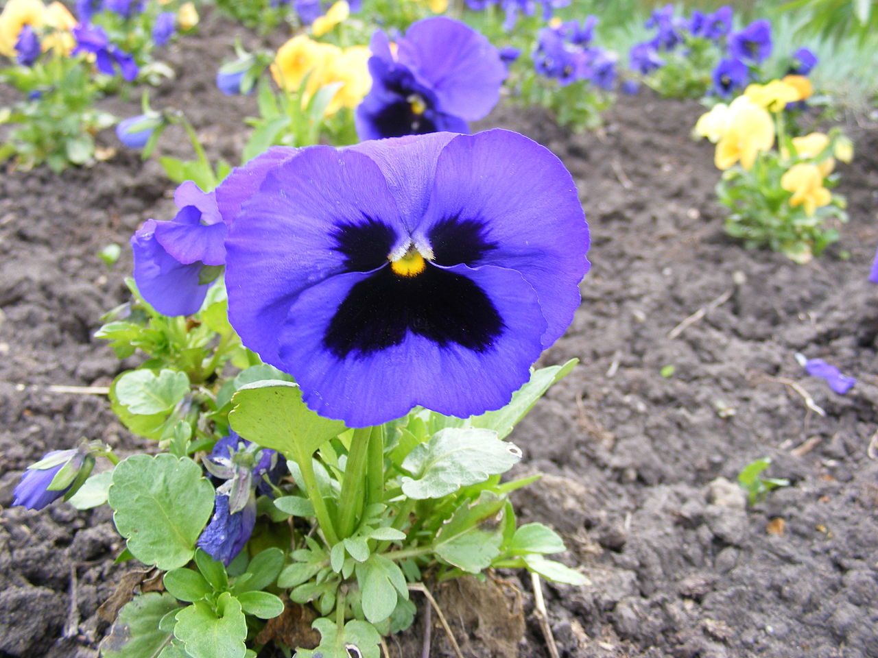 viola_flowe.JPG