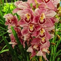 Orchidea Show