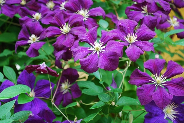 clematis02.JPG