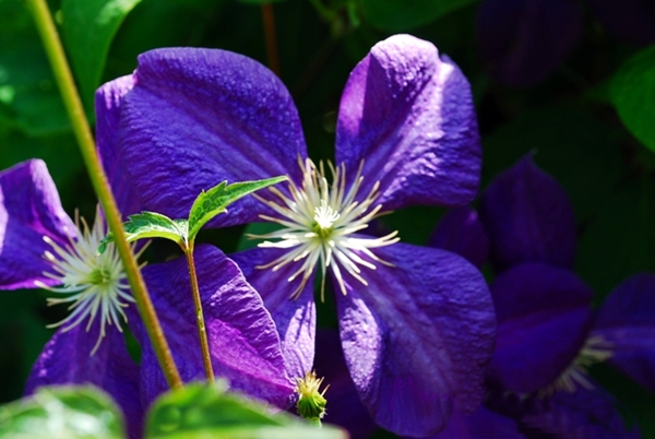 clematis03.JPG