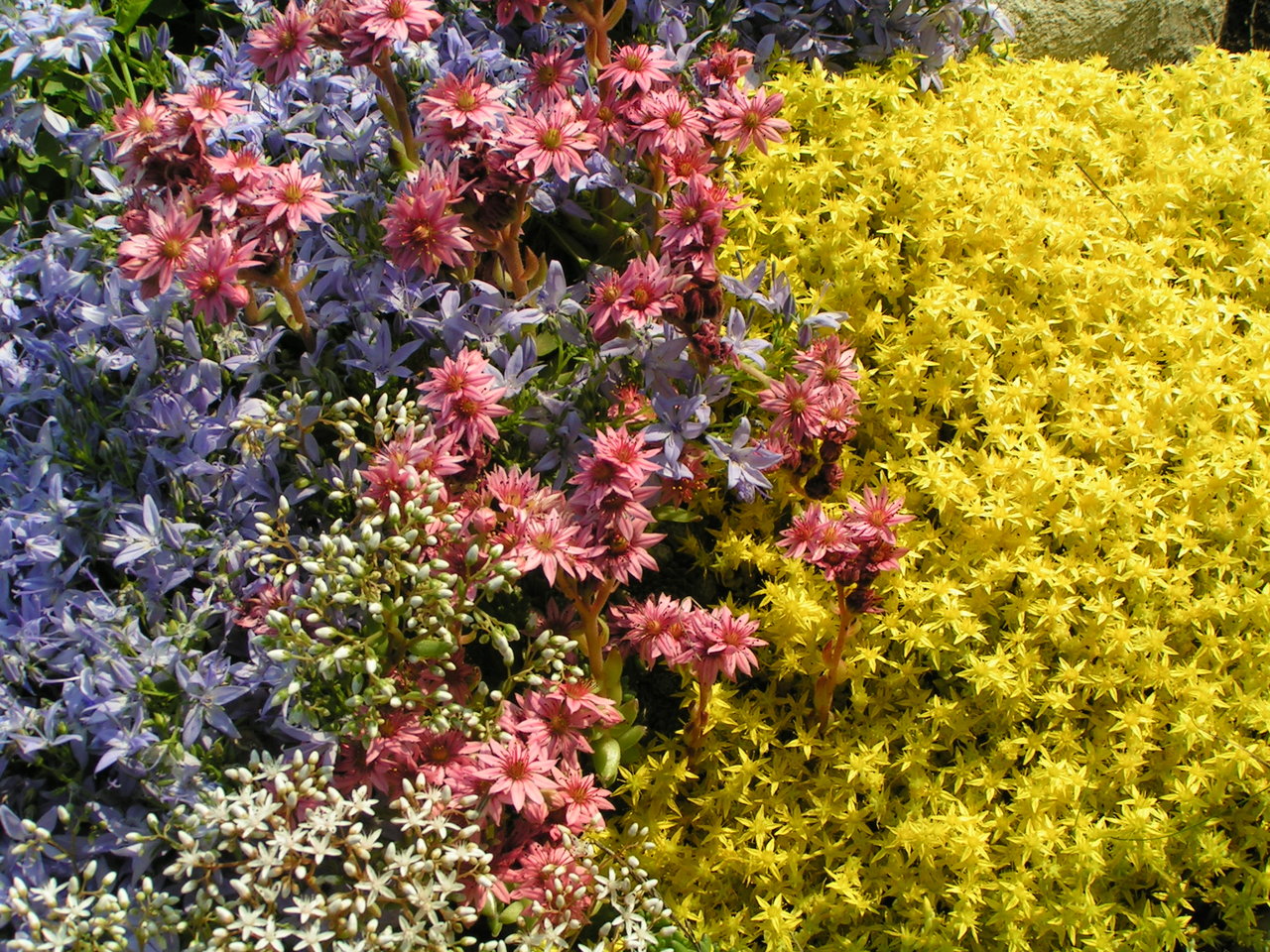 garden-flowers-1389057-1280x960.jpg