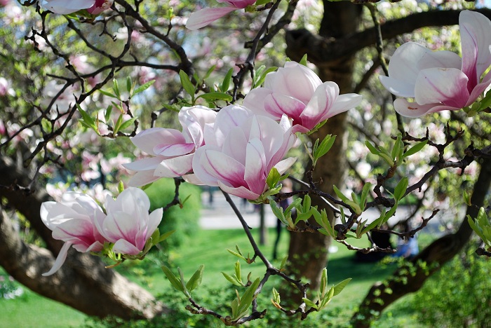 magnolia_fb_blog01.jpg