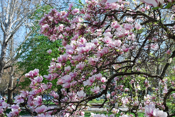 magnolia_fb_blog02.jpg