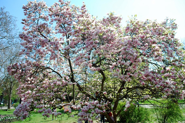 magnolia_fb_blog05.jpg