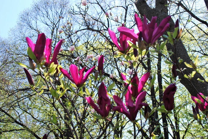 magnolia_fb_blog07.jpg
