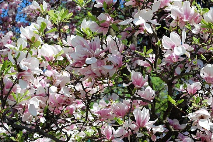 magnolia_fb_blog13_1.jpg