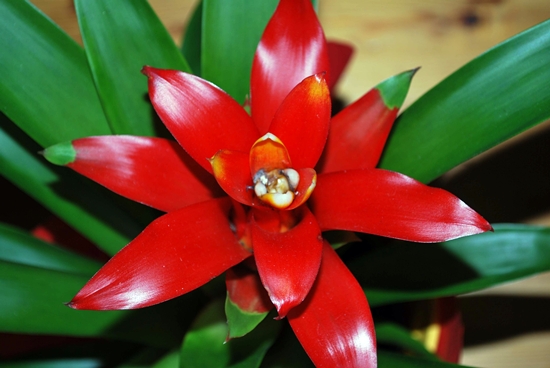 vkt_bromelia_01.jpg