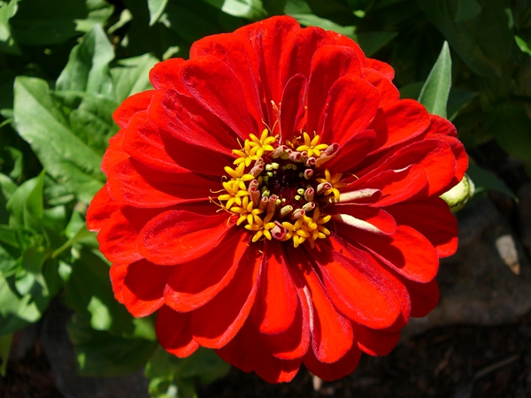 zinnia_blog02.jpg