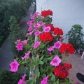 Milyen virágot ültessek az erkélyemre?