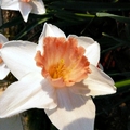 Tavaszváró: Tulipánok, nárciszok
