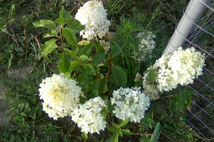 Bugás hortenzia-Hydrangea paniculata