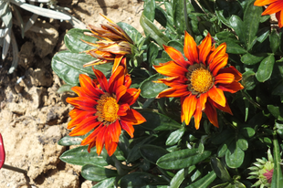 Záporvirág-Gazania rigens