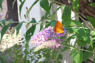 Nyáriorgona- Buddleja davidii